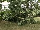 Alberi caduti o pericolanti un pò ovunque, a causa del forte vento Alberi caduti o pericolanti un pò ovunque, a causa del forte vento