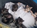 animali da compagnia