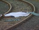 Tragedia a Torrazza Piemonte, uomo morto investito da un treno