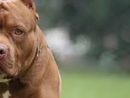 Disavventura per il sindaco di Ivrea, aggredito e ferito da due pitbull
