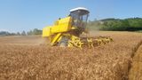 L’invasione di grano dal Canada trattato con il Glifosate penalizza quello torinese