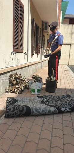 Furto in un'azienda a Leini: tre persone finiscono in manette Furto in un'azienda a Leini: tre persone finiscono in manette