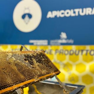 Il regno delle api, sentinelle della natura: dalla Regione 100mila euro per 50 progetti nelle scuole