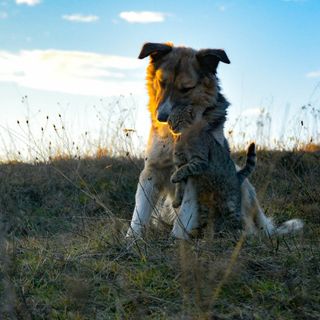 I Fermenti Lattici: Alleati Silenziosi per la Salute dei tuoi Amici a Quattro Zampe