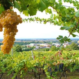 Polemica in Canavese da parte dei produttori di Erbaluce