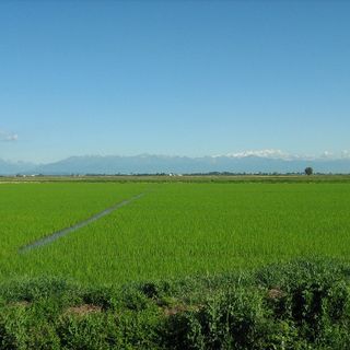 Le risaie di Crescentino