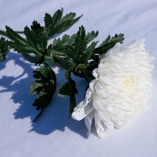 Athena Onoranze Funebri: servizi funerari economici a Torino e provincia
