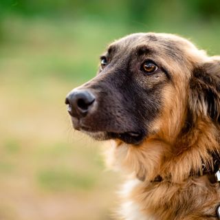 Pancreatite nel cane: terapie e consigli