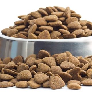 Alimentare il proprio cane, alcune importanti considerazioni
