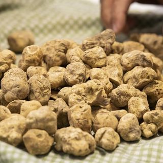 Domenica la Fiera Nazionale del tartufo bianco di Montechiaro d'Asti. Il programma completo