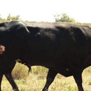 Immagine di archivio