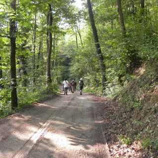 Il bosco del Vaj