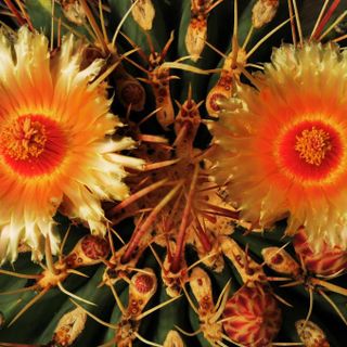 Fiori: un viaggio in mezzo alle spine