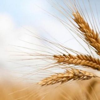 Coldiretti e Cap Nord Ovest: al via il progetto di filiera “Gran Piemonte”