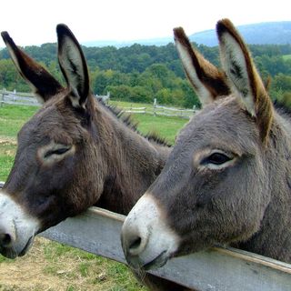 PetsFestival 2022: intelligente come un asino? Alto come un pony?