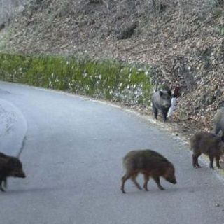foto di repertorio