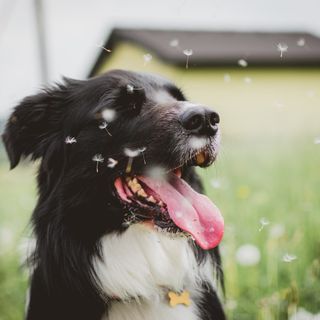 Sanità, rivoluzione nell'assistenza ai più fragili: &quot;sì&quot; al censimento degli animali d'affezione