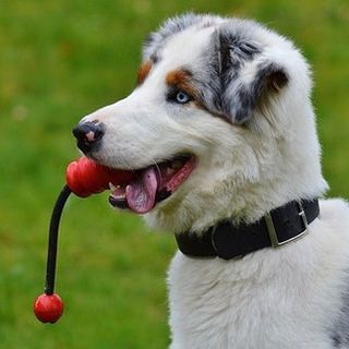 cane col guinzaglio in bocca
