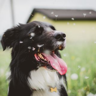 Piemonte, ottomila cani persi: la metà sono stati ritrovati perché provvisti di microchip