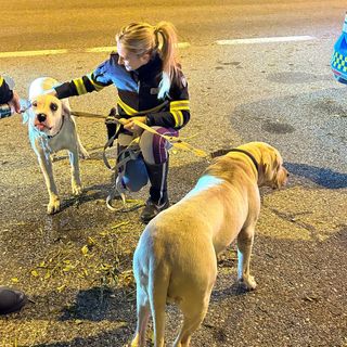 cani abbandonati