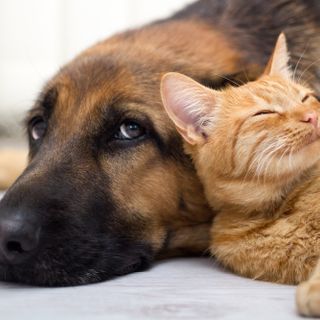 Coronavirus, appello del Garante piemontese degli animali:&quot;Non abbandonateli, contagio con uomo non dimostrato&quot;