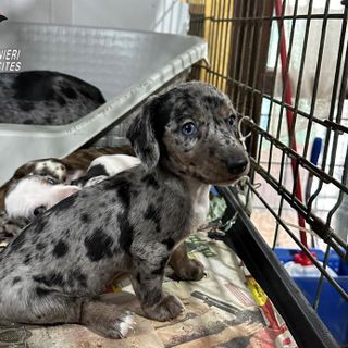 cucciolo in gabbia