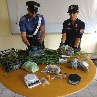 Chivasso, nell'orto cresceva la marijuana: in manette 40enne