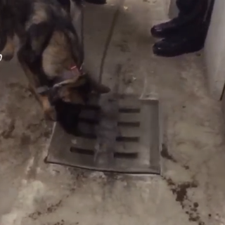 Cane antidroga annusa in un tombino