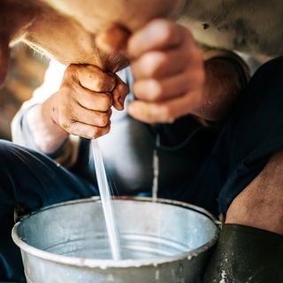 Coronavirus, Cia Piemonte: &quot;No a speculazioni e sciacallaggio su latte e allevatori&quot;
