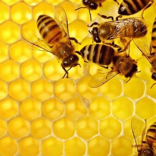 Le api rischiano di scomparire: adottare un alveare per ripartire in modo green