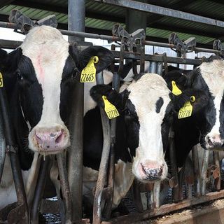 Coronavirus, Coldiretti Piemonte:&quot;Servono urgentemente dati delle importazioni di latte dall'estero&quot;