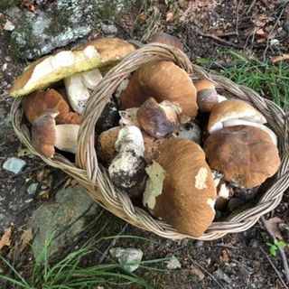 funghi - foto d'archivio