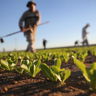 agricoltore in azione