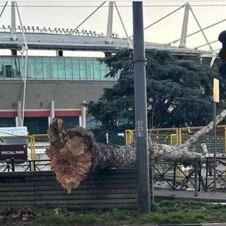 albero caduto