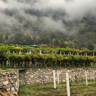 Nasce la rubrica &quot;Itinerari - strada dei vigneti alpini&quot;: il vino eccellente che arriva dalla montagna