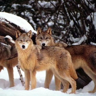 Il Piemonte dice &quot;al lupo&quot;, ma la loro presenza si è stabilizzata nel Torinese e Cuneese