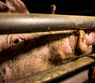 Coronavirus, Coldiretti: &quot;No a speculazioni su comparto suinicolo piemontese”