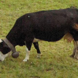 Fase 2, Coldiretti:&quot;205 fattorie didattiche piemontesi pronte ad accogliere i centri estivi&quot;