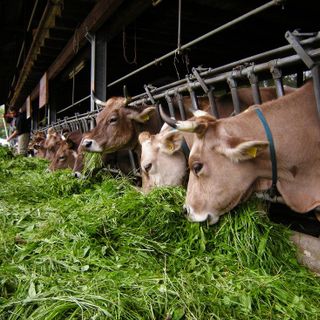 Coldiretti Torino: &quot;E’ positivo il via libera  agli aiuti per la zootecnia&quot;