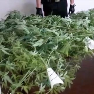 Producono marijuana a km zero nel giardino di casa: arrestata coppia di conviventi