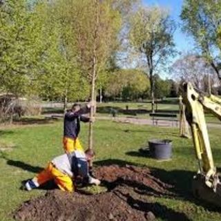 piantumazione alberi