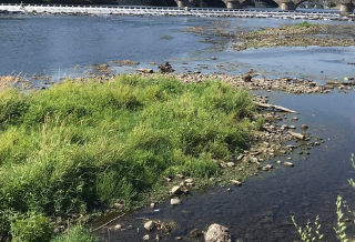 Centinaia di pesci morti lungo un torrente a Chivasso