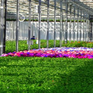 Florovivaismo, Protopapa: &quot;Dal decreto il giusto riconoscimento a un comparto dal peso specifico importante&quot;