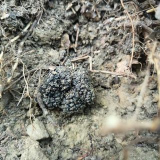 Tartufo, il miglior alleato del nostro benessere