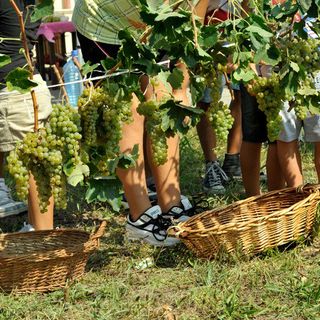 Coronavirus, Coldiretti Piemonte:&quot;Perdite stimate dal 60% al 70% per il vino made in Piemonte&quot;