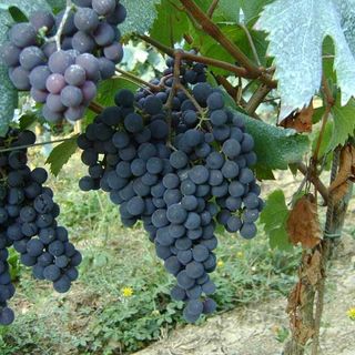 Tutela del comparto vino, Protopapa: &quot;Non possiamo accettare interventi solo di immagine, occorrono misure concrete&quot;