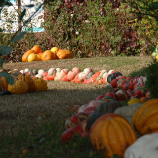 Brandizzo, torna la “Sagra della zucca”: domenica 20 ottobre la ventiduesima edizione
