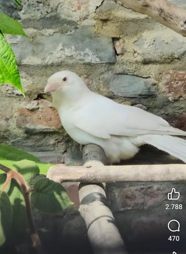 A San Sebastiano uccelli morti per lo shock da spari