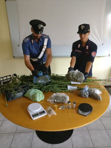 Chivasso, nell'orto cresceva la marijuana: in manette 40enne