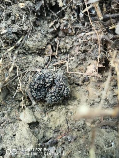 Tartufo, il miglior alleato del nostro benessere Tartufo, il miglior alleato del nostro benessere